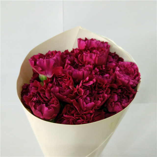 carnation st amethyst 单头康乃馨紫水晶