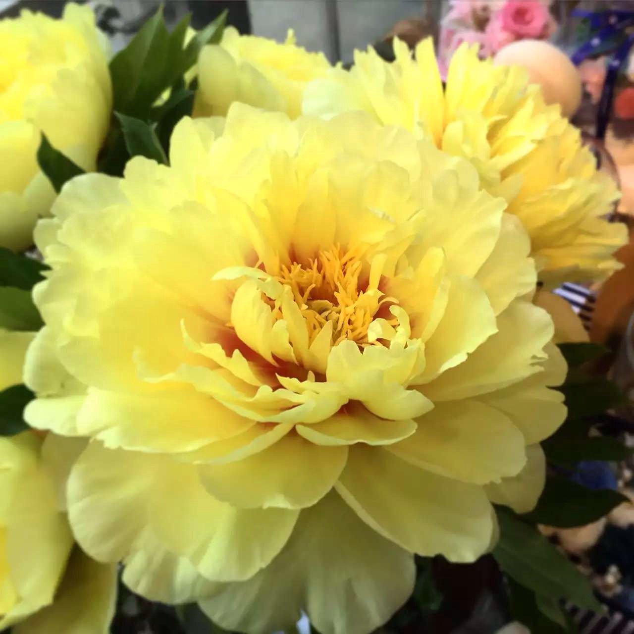 paeonia premium b oriental golden 优选芍药b东方金