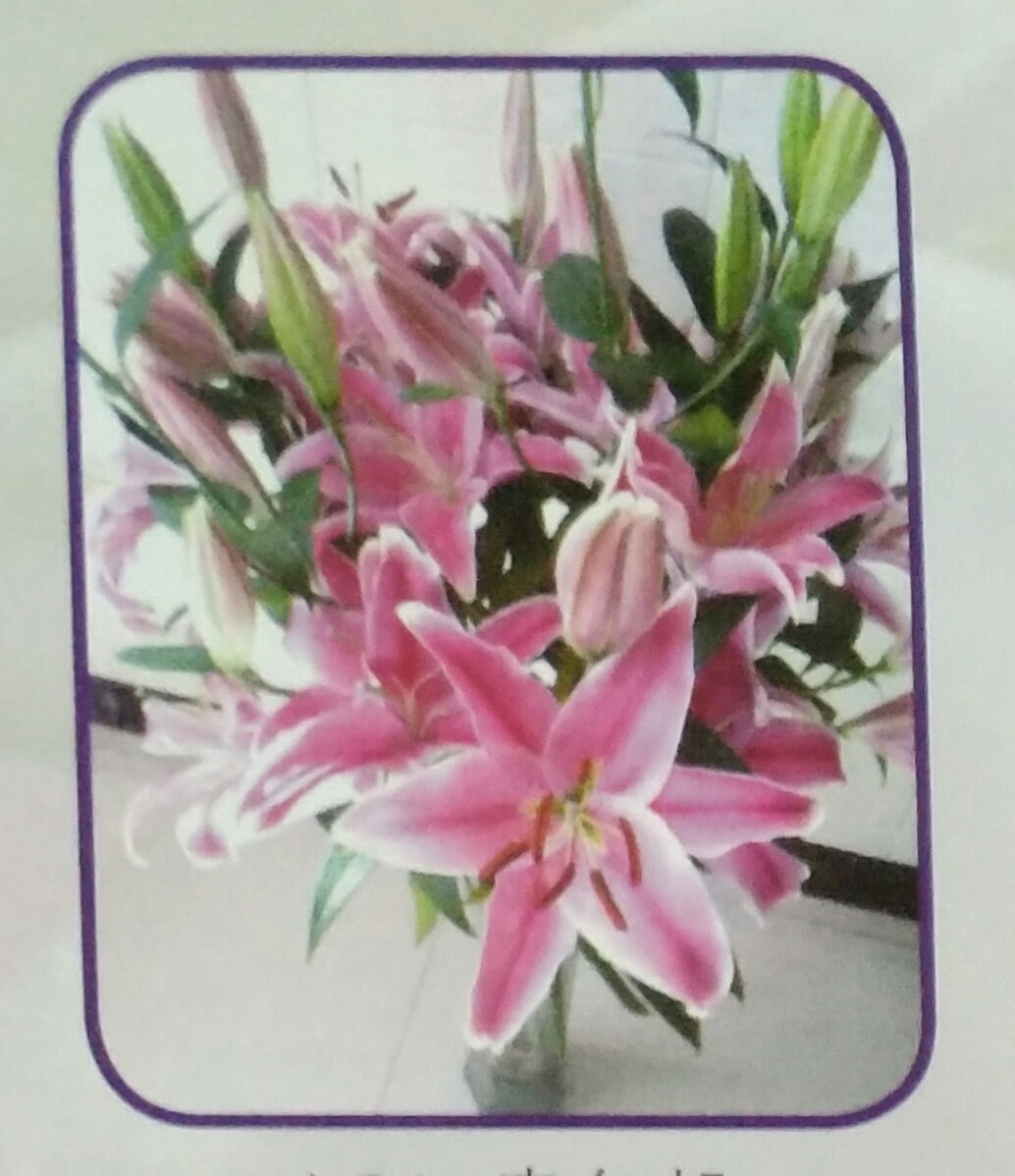 lilium sorbonne 东方百合索邦(3-5头)