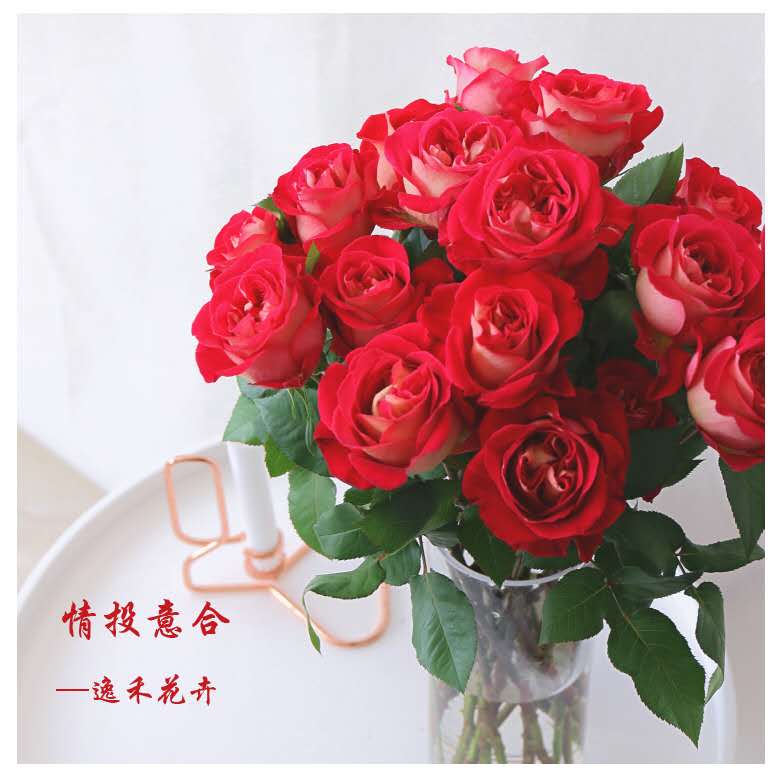 rosa ga qingtouyihe 花园玫瑰情投意合
